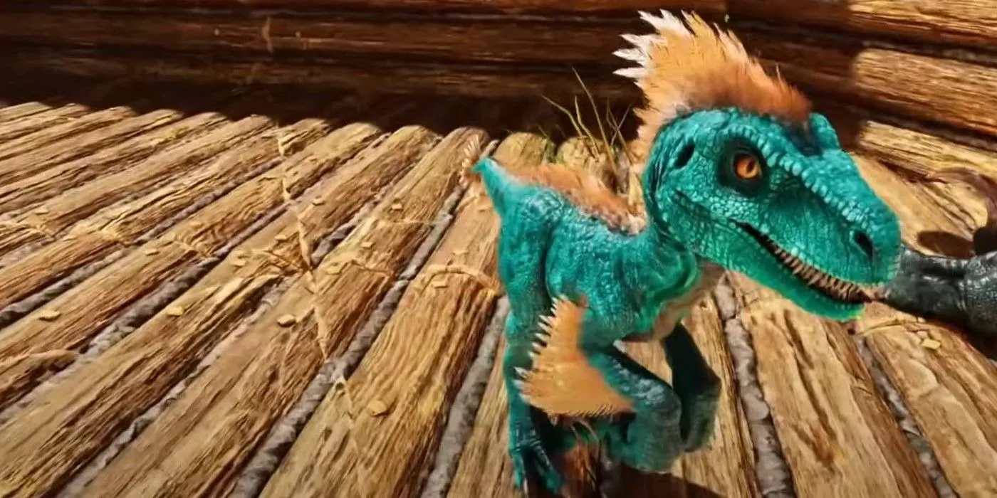 Một con Raptor con màu xanh dương với những điểm nhấn màu cam, thể hiện sự đột biến màu sắc trong Ark: Survival Ascended.