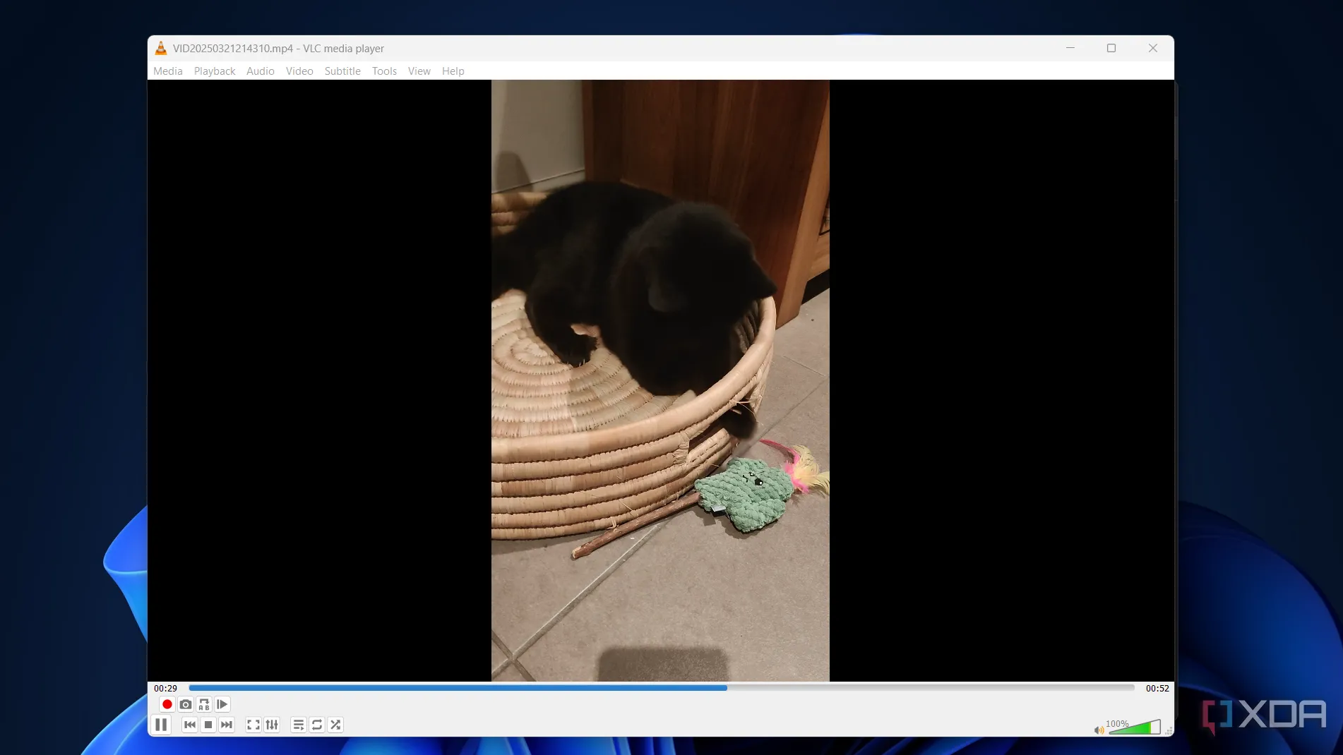 VLC Media Player phát video mèo trên máy tính, minh họa trình phát đa phương tiện miễn phí
